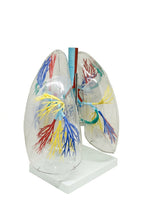 XC-330 Model of the Transparent Lung Segment
