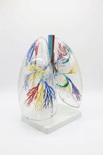 XC-330 Model of the Transparent Lung Segment
