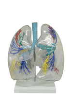 XC-330 Model of the Transparent Lung Segment