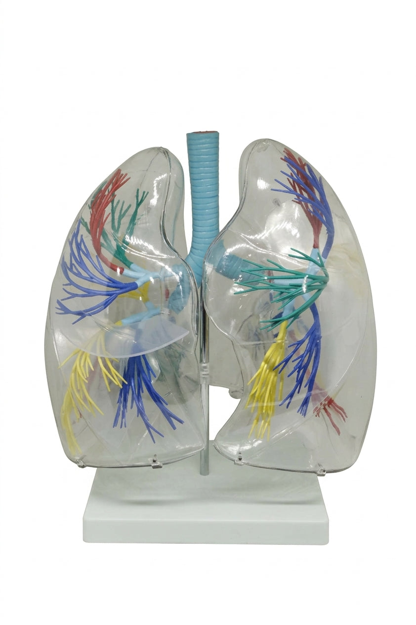 XC-330 Model of the Transparent Lung Segment