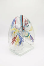 XC-330 Model of the Transparent Lung Segment