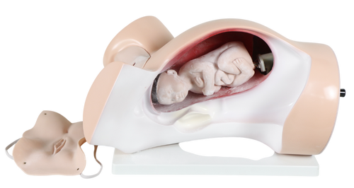 Model of a pregnant woman's abdomen with visible fetuses inside, on a white background