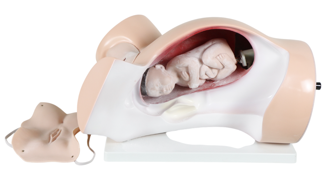 Model of a pregnant woman's abdomen with visible fetuses inside, on a white background