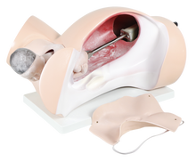 XC402 - Model of Course of Delivery