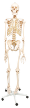 XC101 Skeleton life Size 180cm