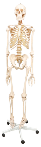 XC101 Skeleton life Size 180cm