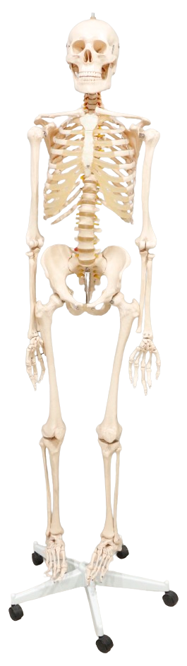 XC101 Skeleton life Size 180cm