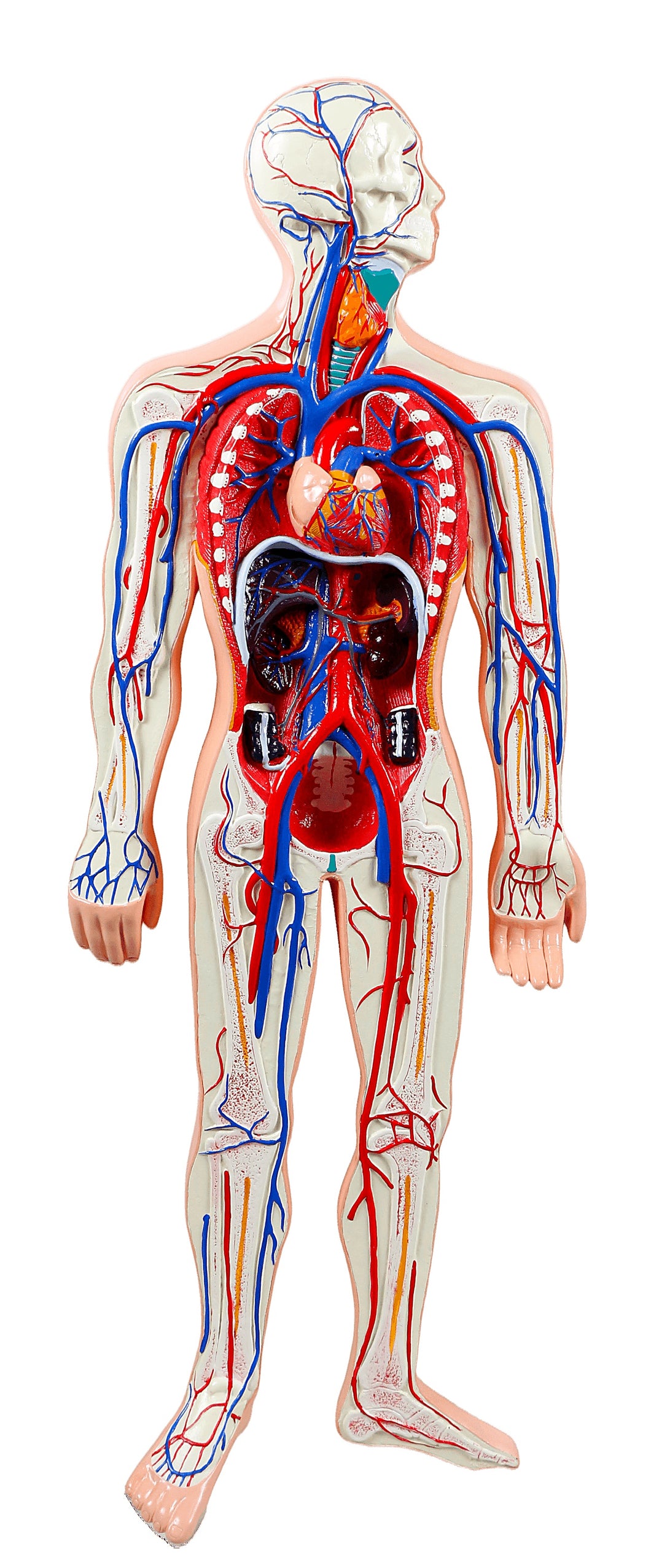 XC322 Human Circulatory System