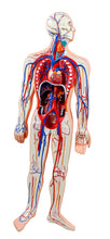XC322 Human Circulatory System