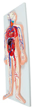 XC322 Human Circulatory System