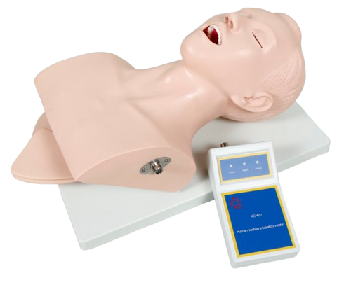 XC407 Human Intubation Teaching Model