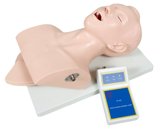XC407 Human Intubation Teaching Model