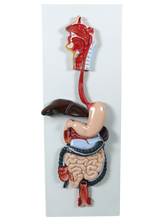 XC315 Digestive System