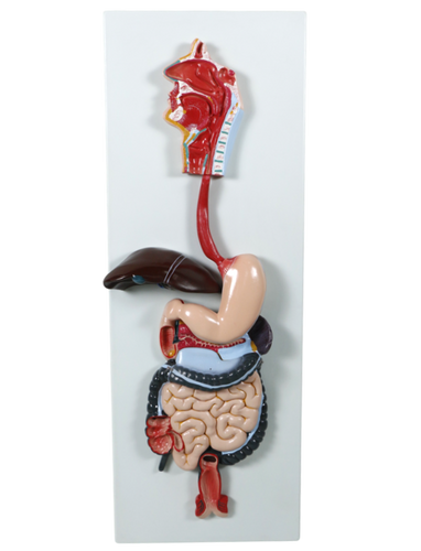 XC315 Digestive System