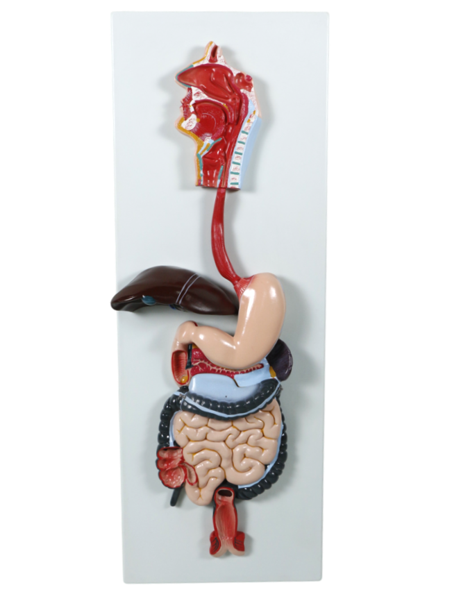 XC315 Digestive System