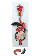 XC315 Digestive System