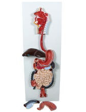 XC315 Digestive System