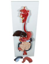 XC315 Digestive System