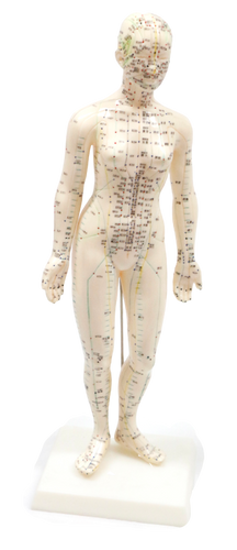 XC504 Acupuncture Model Female