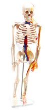 XC102B Skeleton with Blood Vessels