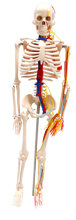 XC102B Skeleton with Blood Vessels