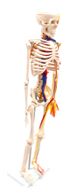 XC102B Skeleton with Blood Vessels