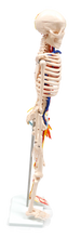 XC102B Skeleton with Blood Vessels