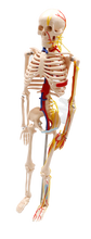 XC102B Skeleton with Blood Vessels