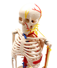 XC102B Skeleton with Blood Vessels