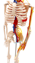 XC102B Skeleton with Blood Vessels