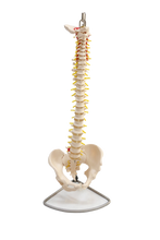 XC105 Vertebral Column with Pelvis