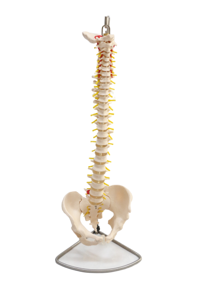 XC105 Vertebral Column with Pelvis