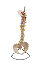 XC105 Vertebral Column with Pelvis