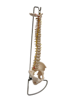 XC105 Vertebral Column with Pelvis