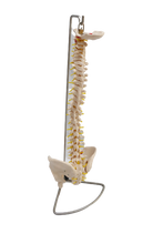 XC105 Vertebral Column with Pelvis