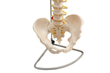 XC105 Vertebral Column with Pelvis