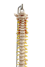 XC105 Vertebral Column with Pelvis