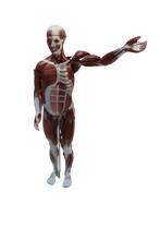 XC334 Human Muscle Model Male (27 parts)