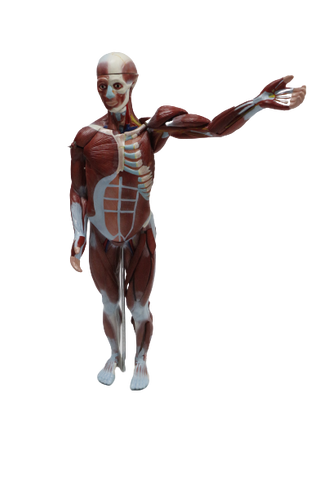 XC334 Human Muscle Model Male (27 parts)