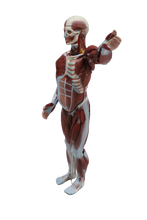 XC334 Human Muscle Model Male (27 parts)