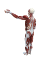 XC334 Human Muscle Model Male (27 parts)