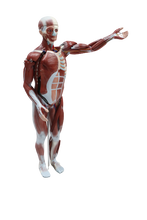 XC334 Human Muscle Model Male (27 parts)