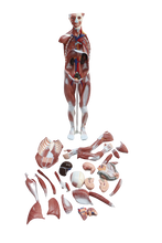 XC334 Human Muscle Model Male (27 parts)