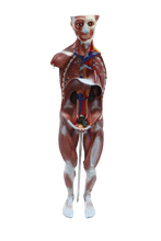 XC334 Human Muscle Model Male (27 parts)