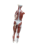 XC334 Human Muscle Model Male (27 parts)