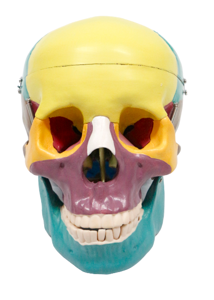 XC104C Colored Skull