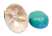 XC104C Colored Skull