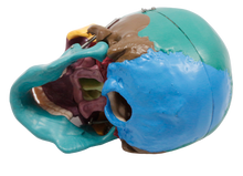 XC104C Colored Skull