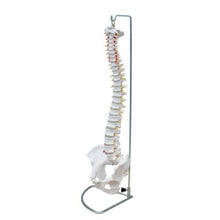 XC105 Vertebral Column with Pelvis