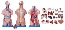 XC204 Unisex Torso 85cm